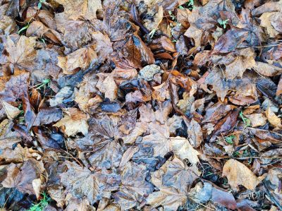 Contribute to the Health of Your Lawn and Plants!