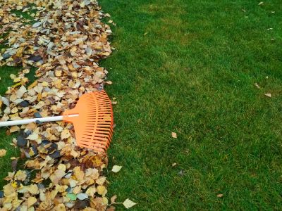 Improve the Visual Appeal of Your Yard!