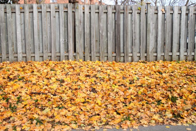 Autumn Leaf Removal in Honolulu, HI