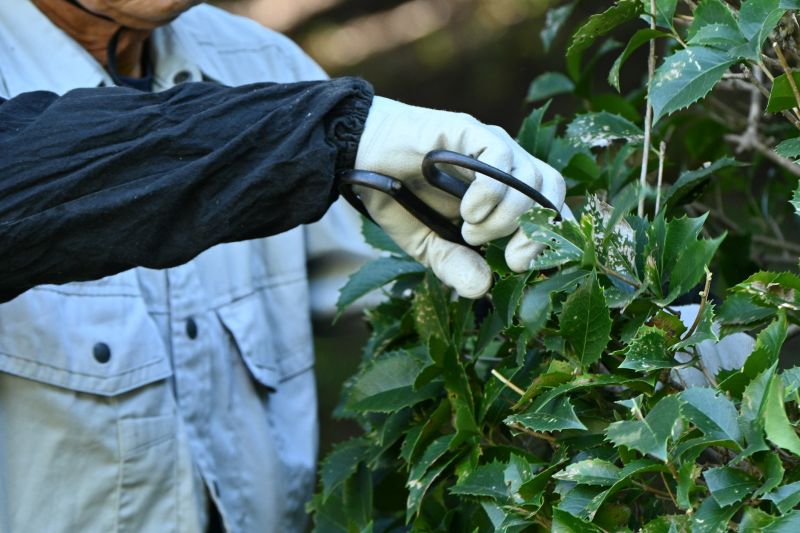 Bush Pruning in Ventura County, CA