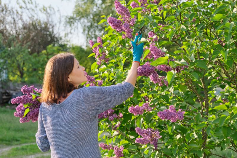 Butterfly Bush Pruning in Honolulu, HI