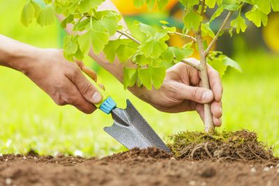 Fruit Tree Planting in Ventura County, CA