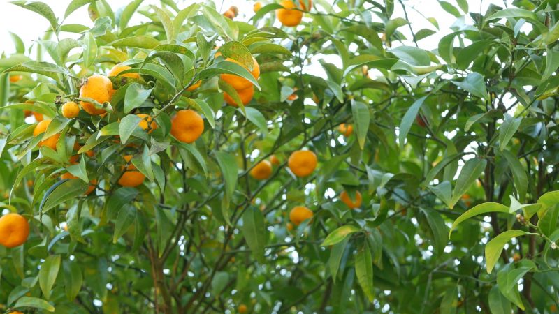 Fruit Tree Planting in Ventura County, CA