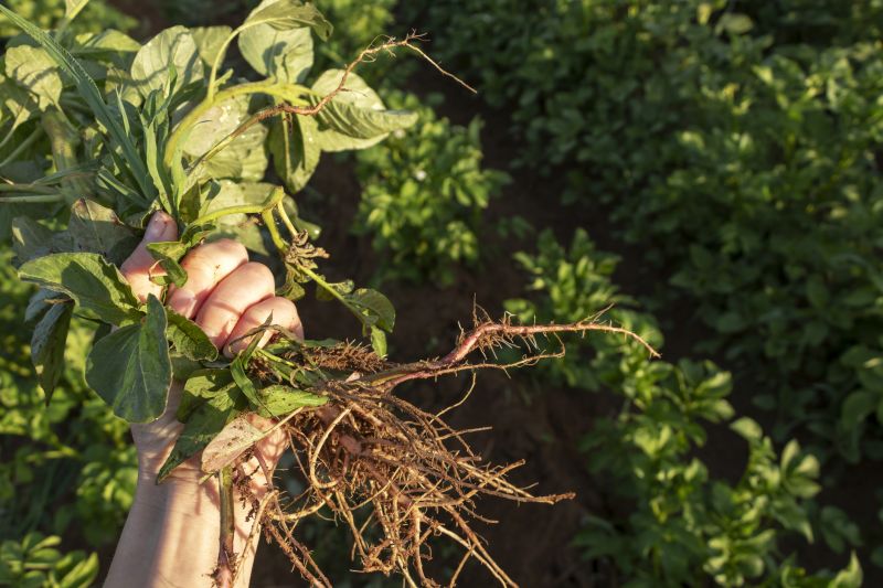 Garden Deweeding in Ventura County, CA
