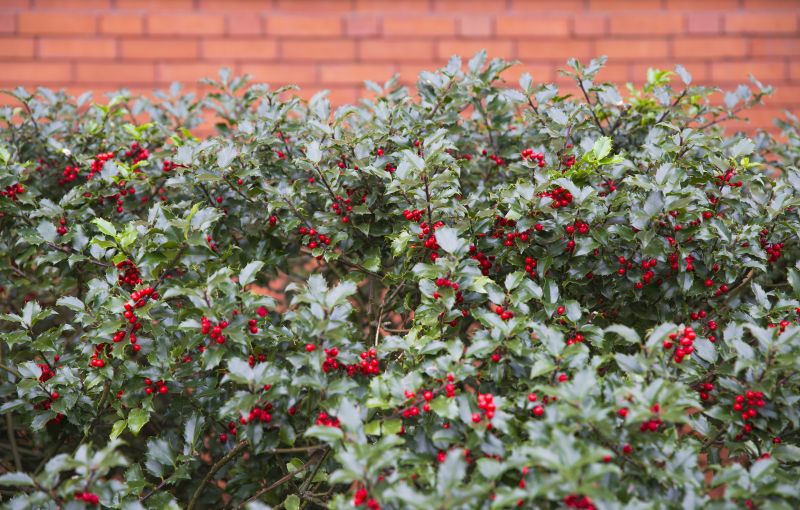 Holly Bushes Trimming in Honolulu, HI