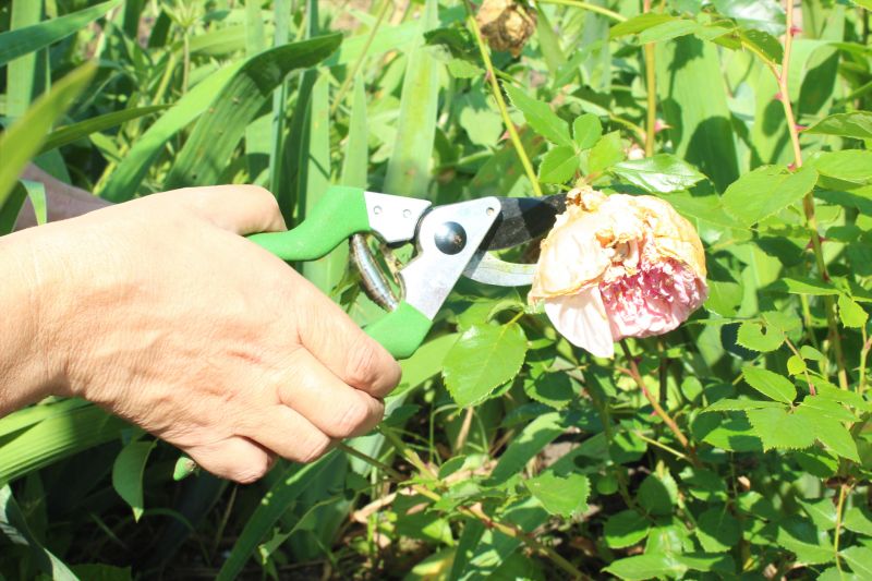 Knockout Roses Pruning in Honolulu, HI