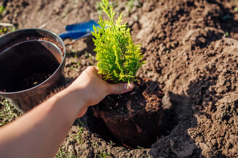 Tree Planting Service in Ventura County, CA
